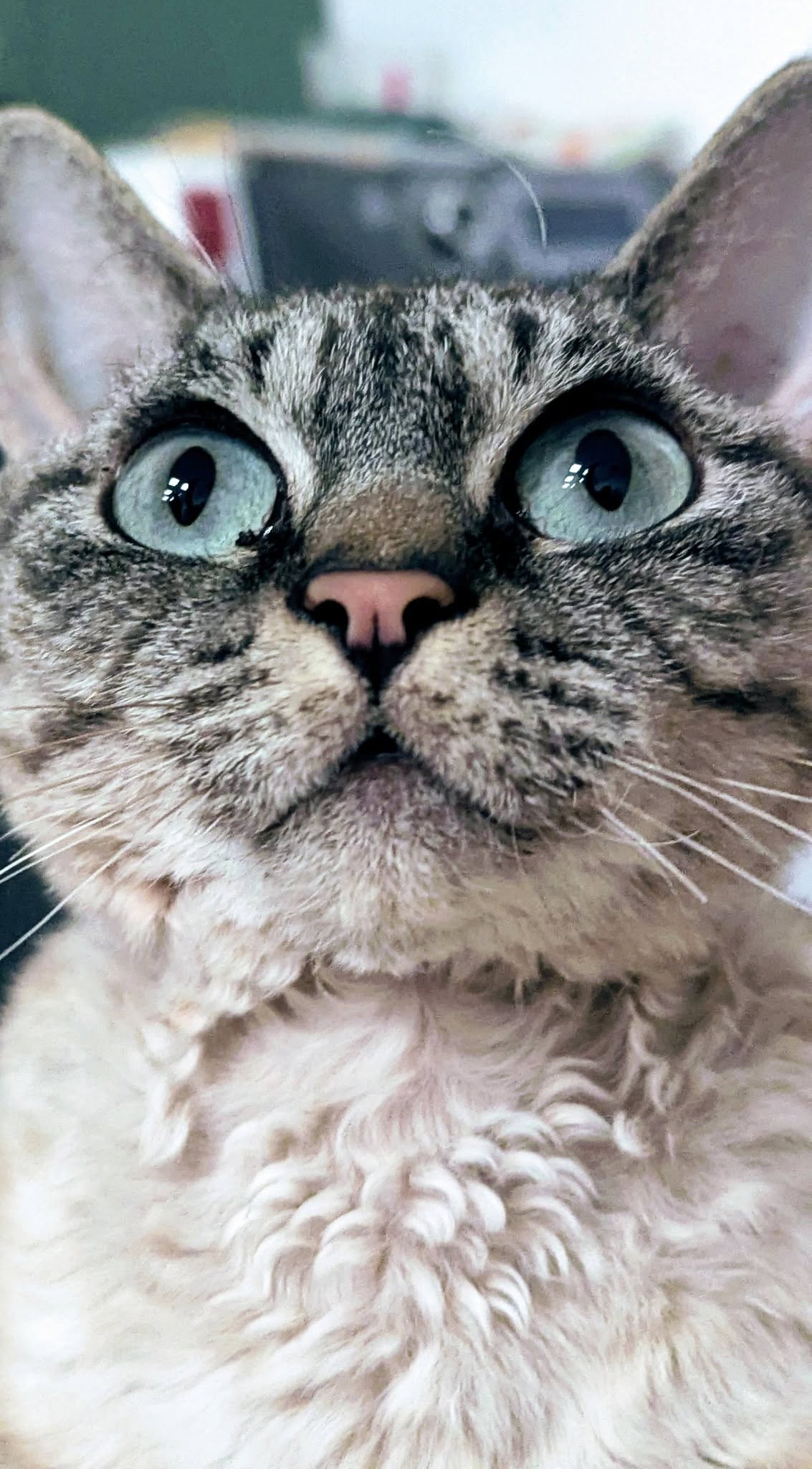 Kotek